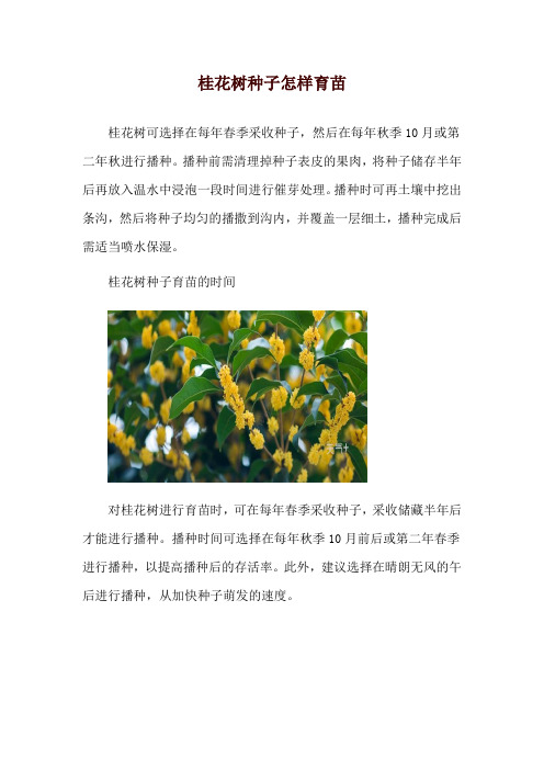 桂花树种子怎样育苗