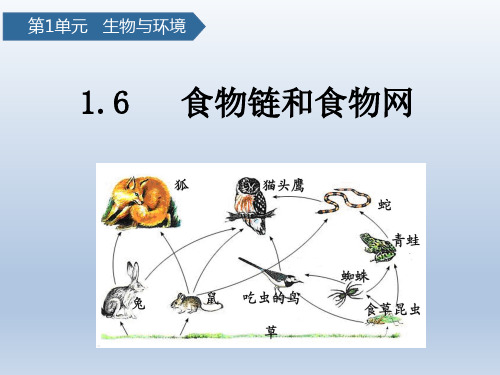 教科科学五下1-6食物链和食物网