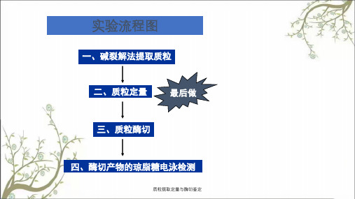 质粒提取定量与酶切鉴定