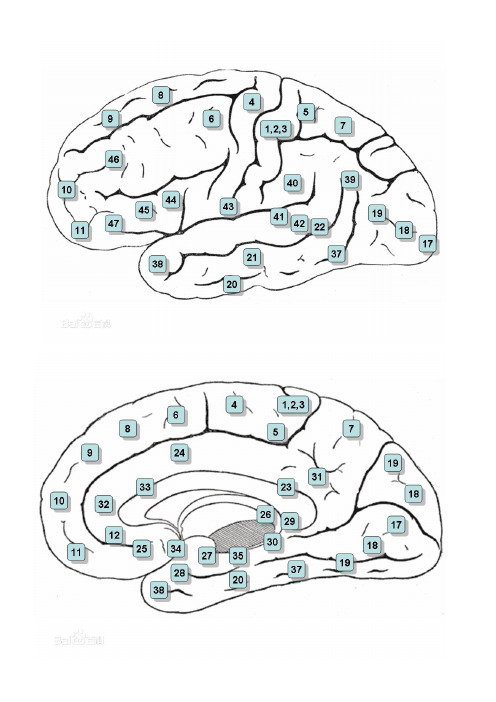 brodman分区