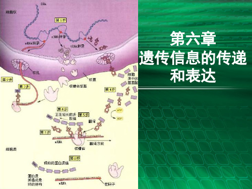 第一节 遗传信息