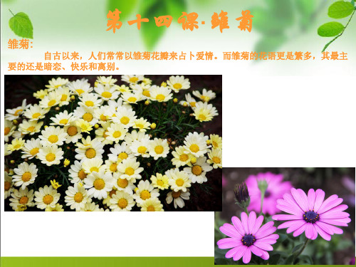 儿童美术ppt：雏菊(适合年龄4-8岁)