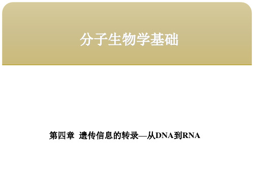 分子生物学基础第四章遗传信息的转录—从DNA到RNA 第四节转录后加工