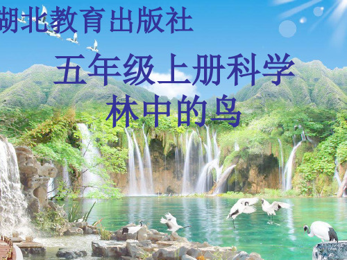 (五上)科学优秀课件-1.5 林中的鸟|鄂教版 PPT(12页)