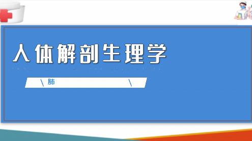 呼吸系统(人体解剖生理学课件)