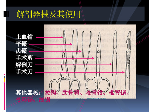 【课件-局部解剖学】_00 局部解剖学操作注意事项_