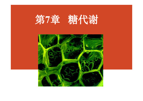 生物化学：第7章   糖代谢