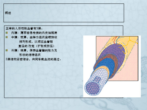 主动脉夹层的诊断与护理