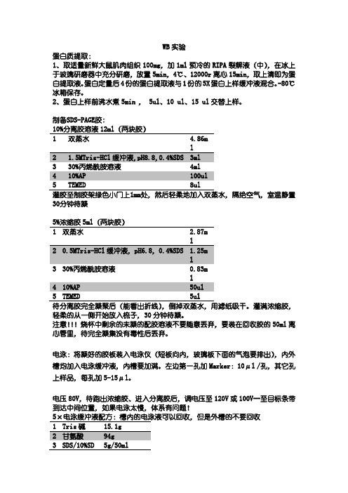 Western Blotting实验