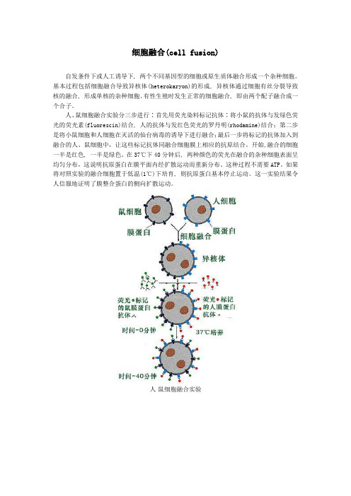 人教课标版高中生物必修1第4章细胞融合