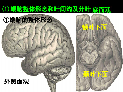 端脑(大脑)--最好的解剖学课件