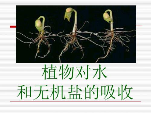 植物对水分和无机盐的吸收