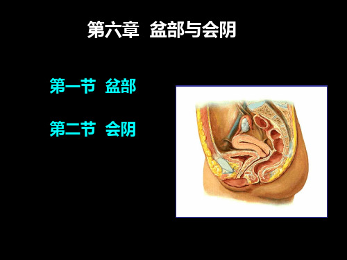 临床应用解剖盆部和会阴培训课件