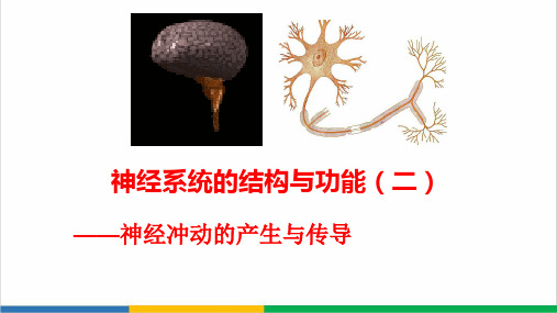 高中生物神经冲动产生与传导精品PPT课件