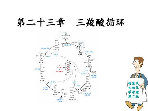 第二十三章 三羧酸循环