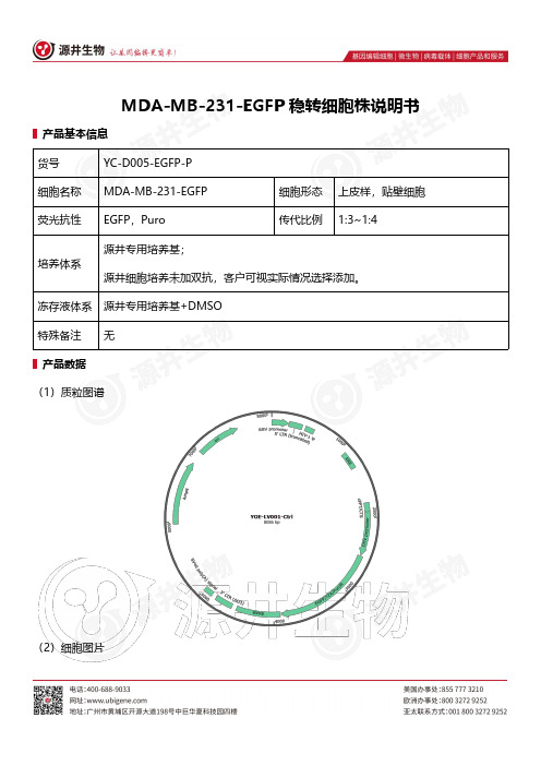 MDA-MB-231-EGFP 稳转细胞株说明书