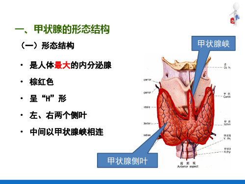 内分泌系统—甲状腺(人体解剖生理学)