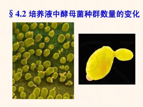 4.2 探究培养液中酵母菌种群数量的变化(精华)