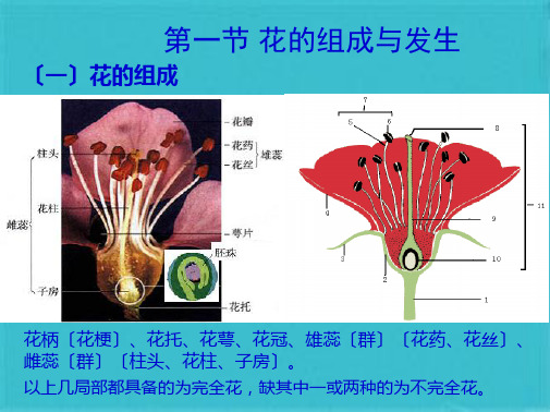 第七章花的形态与结构(共57张PPT)