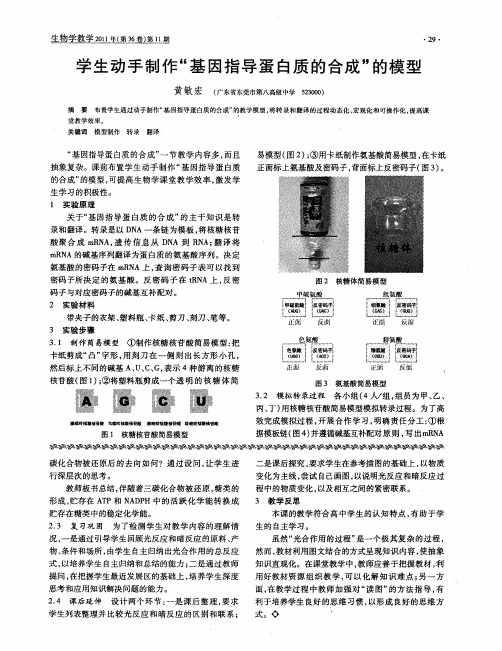 学生动手制作“基因指导蛋白质的合成”的模型