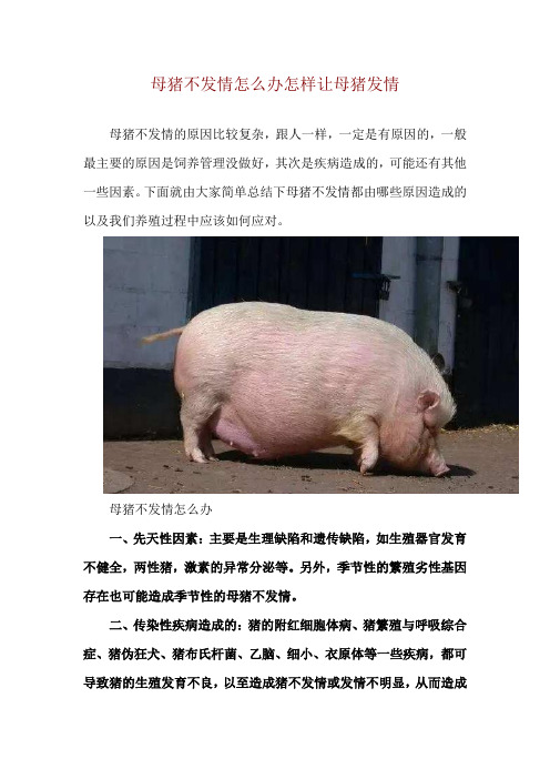 母猪不发情怎么办 怎样让母猪发情