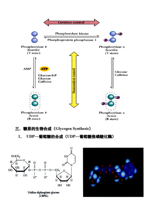 南开大学 第九章 糖代谢 糖原的合成