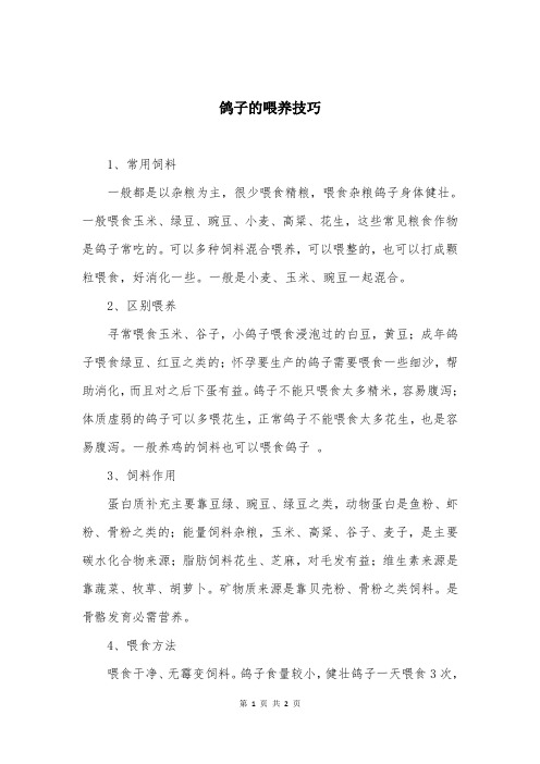 鸽子的喂养技巧