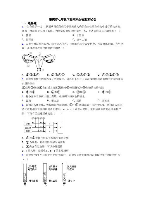 肇庆市七年级下册期末生物期末试卷