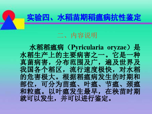 熟悉水稻苗期稻瘟病的症状特征