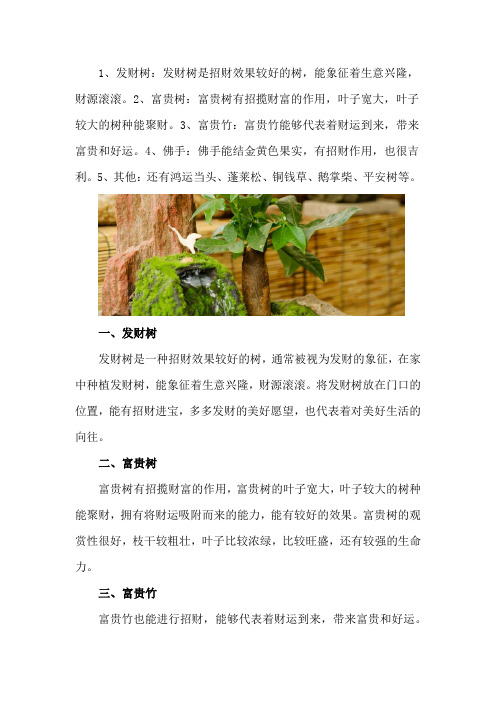 门口放什么植物招财