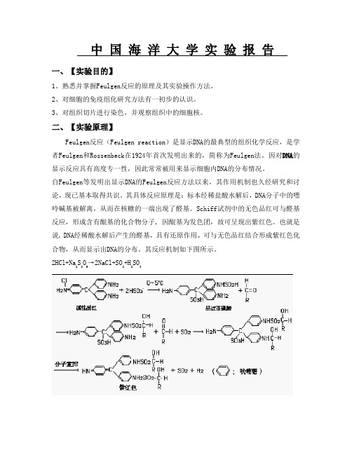 细胞生物学实验 孚尔根反应