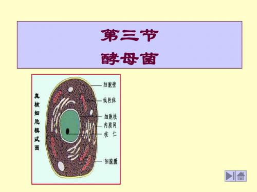 第三节 酵母菌