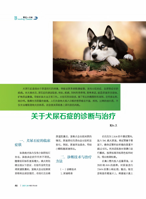 关于犬尿石症的诊断与治疗