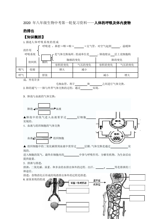 2020年八年级生物中考第一轮复习资料——人体的呼吸及体内废物的排出