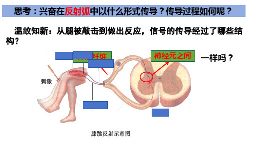 神经冲动的产生与传导(第1课时)教学课件-高二上学期生物人教版(2019)选择性必修1