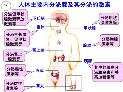 激素调节实例