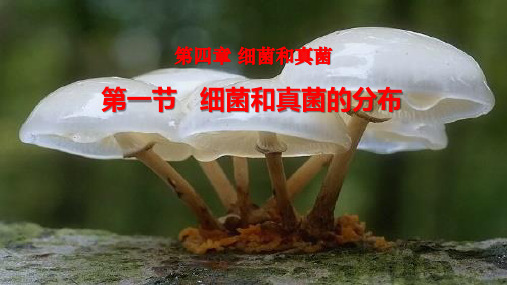 4.1细菌和真菌的分布课件2023--2024学年人教版生物八年级上册