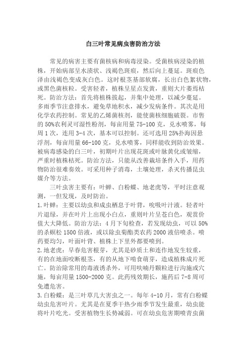 白三叶常见病虫害防治方法