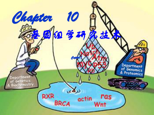 组学研究技术PPT课件