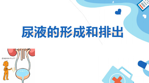 2-3-2+排泄——尿液的形成和排出++课件-2022-2023学年冀少版生物七年级下册