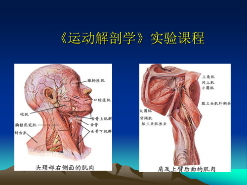 《运动解剖学》课程实验课教案