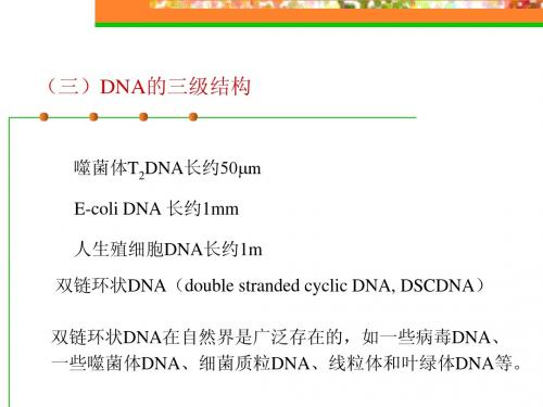 DNA RNA及核酸