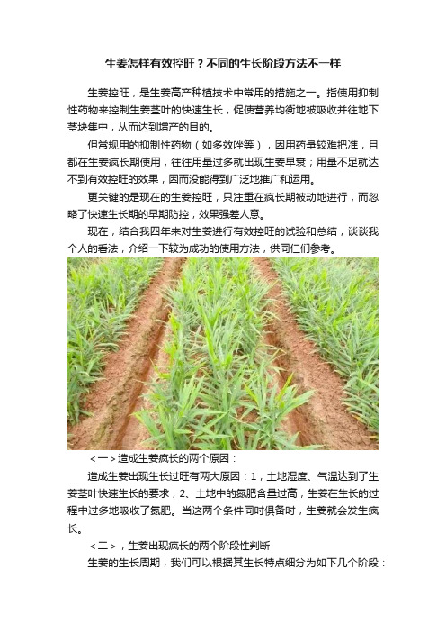 生姜怎样有效控旺？不同的生长阶段方法不一样