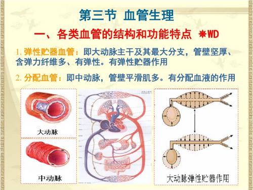 生理学：血液循环二