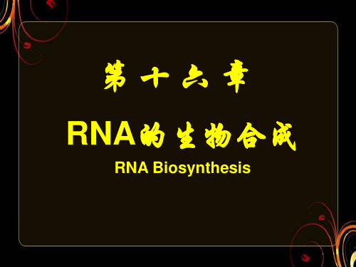 分子生物学-转录  ppt课件