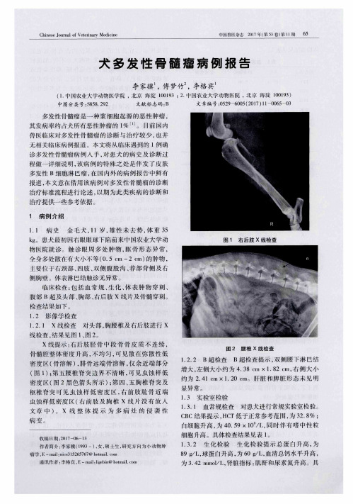 犬多发性骨髓瘤病例报告