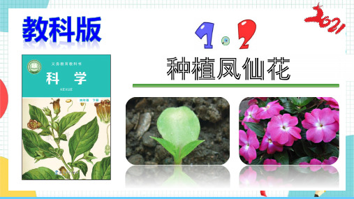 【2021年新版】最新教科版科学四年级下册《种植凤仙花》教学课件