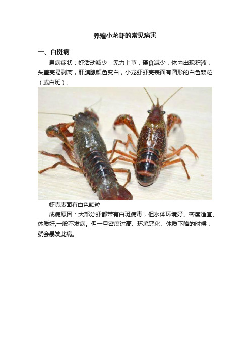 养殖小龙虾的常见病害