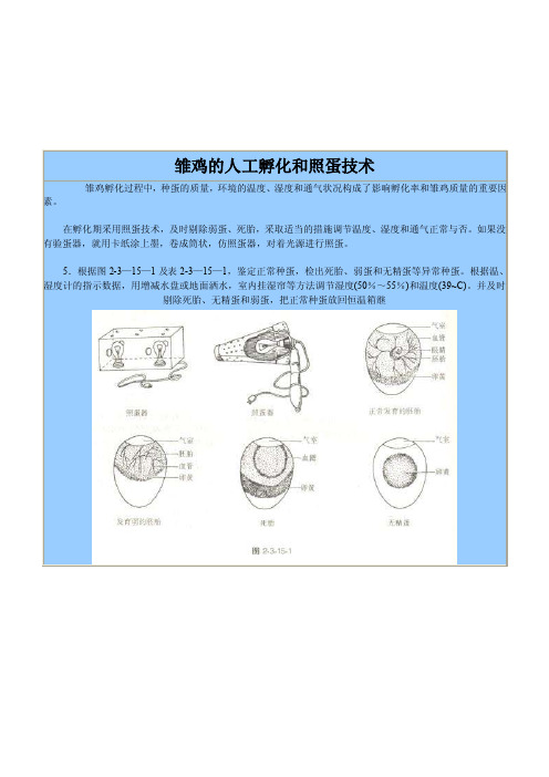 雏鸡的人工孵化和照蛋技术