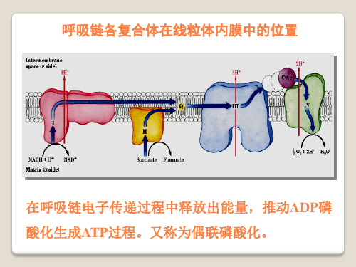 氨基酸代谢临床PPT课件